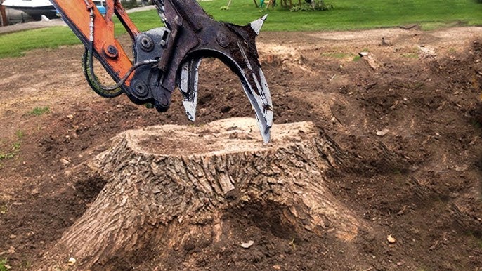 tree and stump removal