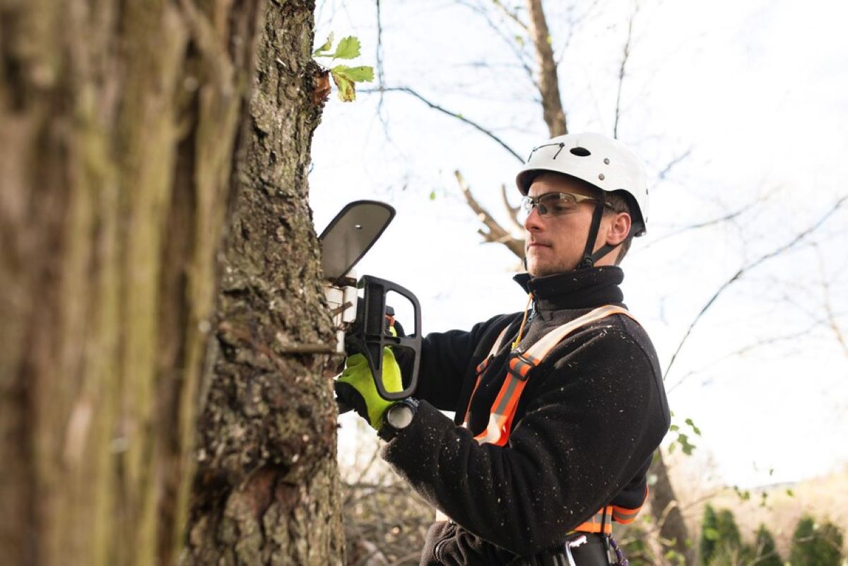 arborist sydney inner west