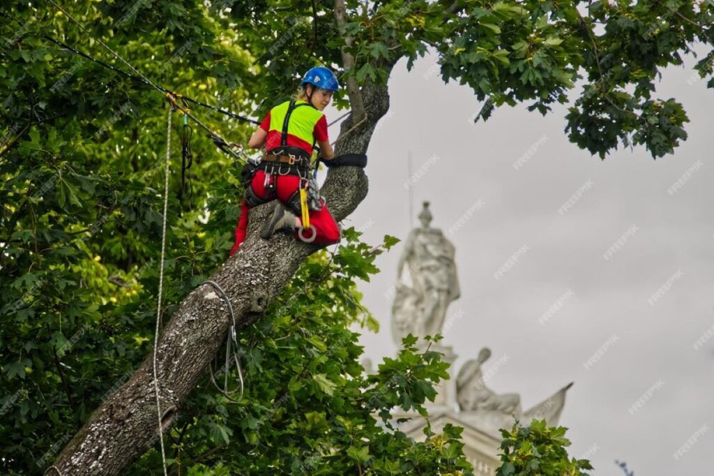 arborist sydney inner west